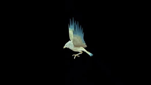 White Bird Fly
