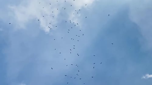Large flock of vulture birds flying across white cloudy blue sky at sunny day