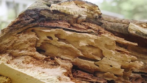 Close up of rotted wood off a fallen Oak limb in Summer.