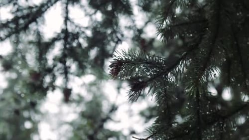 Heavy rain comes. View of falling drops in pine trees background. Close up shot.