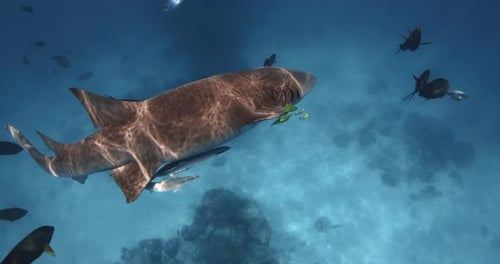 Nurse Shark Swimming Underwater in Transparent Blue Ocean School of Fish and Shark in Tropical Ocean