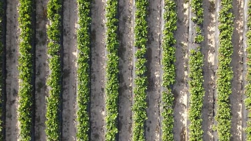 Aerial Farming Field
