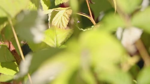 Ripe raspberries are hanging from their branch.
