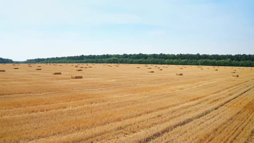 Neat hay bales left in the field for drying after the mowing season.