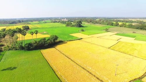 Drone shot moving forward and downwards in a rice field towards a group of palm trees and a water we
