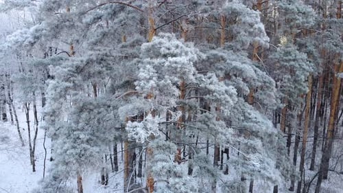 Winter Nature Concept