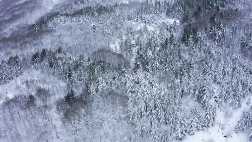 Serene aerial view of a vast snow-covered forest in winter, highlighting cold tranquility