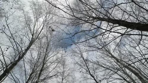 Vista del cielo a través de las ramas desnudas de los árboles sin hojas La perspectiva es desde abajo mirando hacia arriba