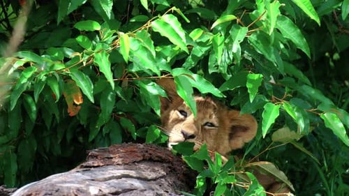 Sleepy Lion Cub Resting Behind Bushes In Masai Mara Park, Kenya, Africa. Close Up Shot