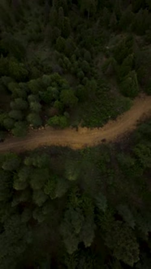 Winding Dirt Road Through Lush Forest Canopy