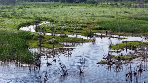 Aerial drone video of a wetland marsh with reflective water channels, grasses, and scattered trees