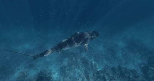 Tiger Shark Gliding in Blue Ocean Diving with Tiger Sharks in Maldives