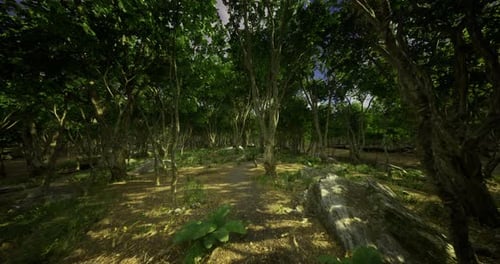 Lush Green Forest Path Surrounded By Trees and Rocks in Afternoon Light