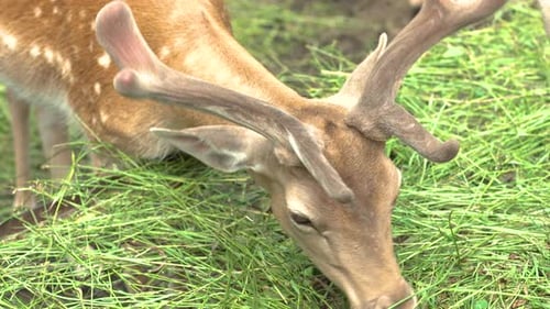 Young Deers With Antlers Eating Grass At Zoo. Follow Shot