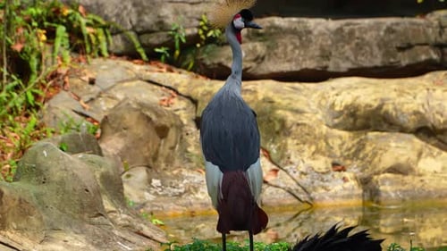 Crowned Crane: A Detailed Portrait of Majesty.4