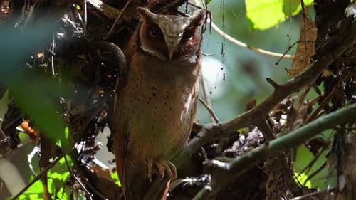 Camouflaged Owl Perched Discreetly Amid Lush Forest Foliage Wildlife and Nature