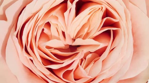 Peach Rose Close Up