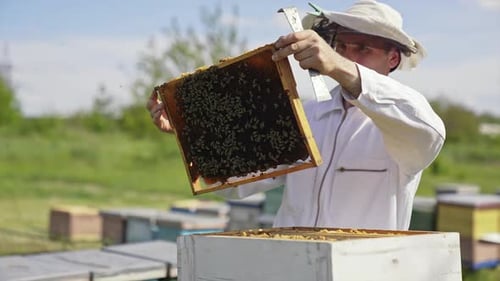 Apiarist examines bees in sunny day. Beekeeper in white suit holding a frame with bees