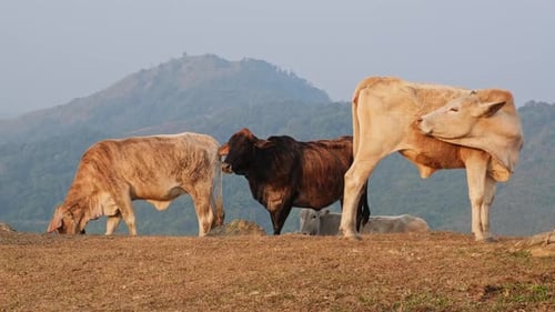 Herd of cows in summer meadow on mountain background.