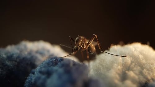 Makrofotografie einer Mücke auf Stoff unter natürlichem Licht