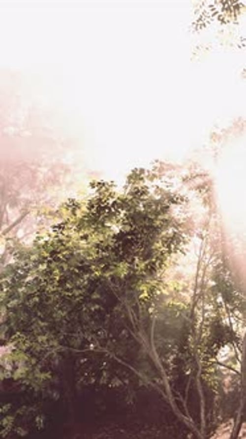 La lumière du soleil filtre à travers le feuillage de la forêt à l'aube