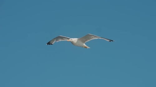 Möwe - 4K