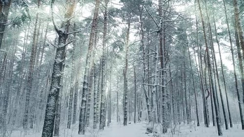Winter Tree Forest Snow Nature Cold Travel Beautiful Weather