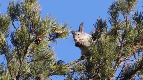 Eichhörnchen auf einem Baum.