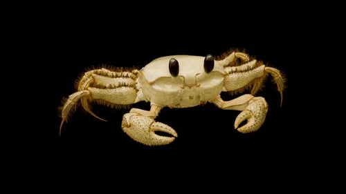 Animated Crab Walking Loop with Alpha Channel