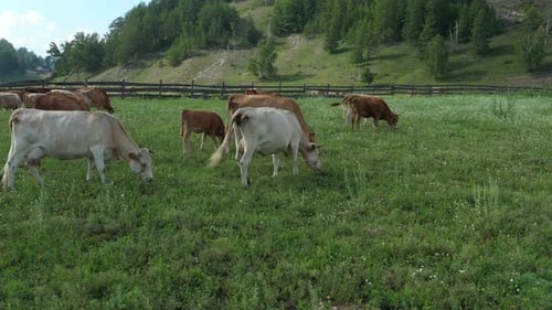 Cattle Grazing Peacefully in a Scenic Mountain Pasture