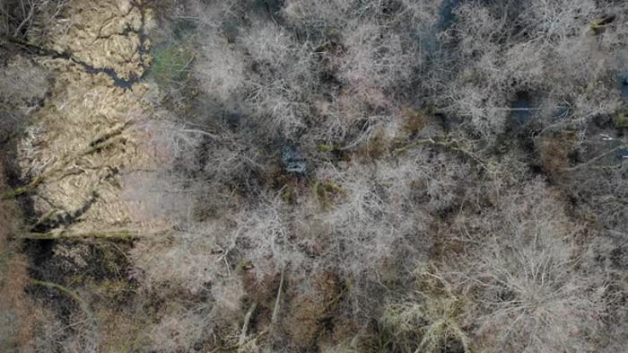 Winter Snow One Tree Sunrise Fog, Backgrounds Motion Graphics ft. tree ...