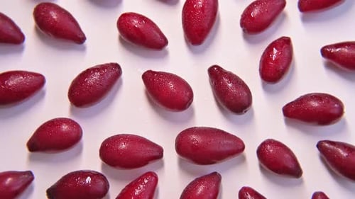 Red ripe juicy dogwood berries rotate on white background close-up top view.