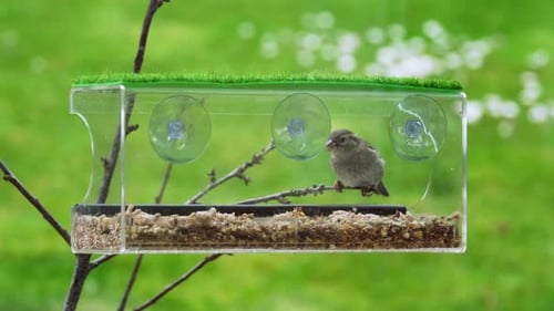 Two sparrows feeding from a bird box , perched on a branch