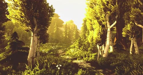 Golden Sunlight Illuminating a Tranquil Forest Path Surrounded By Trees