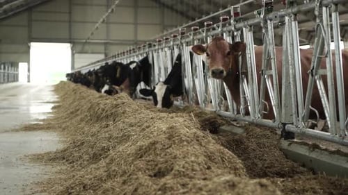 Cows on a diary farm eating. Cattle of cows