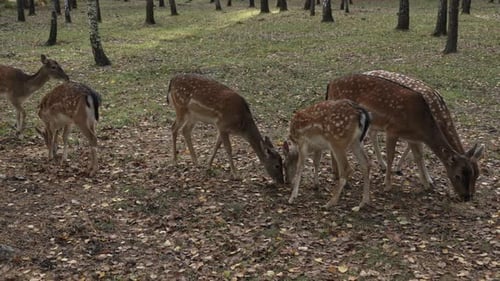 Spotted Deer Grazing Peacefully in Forest