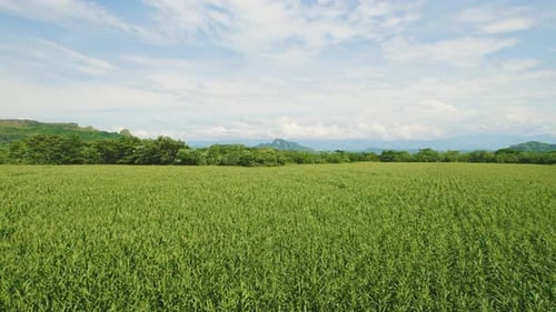 Rice fields overview in South America