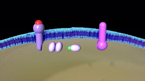 Phosphorylase enzyme interacting with cell membrane receptor proteins