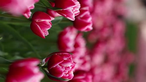 Beautiful Bright Colorful Spring Tulips