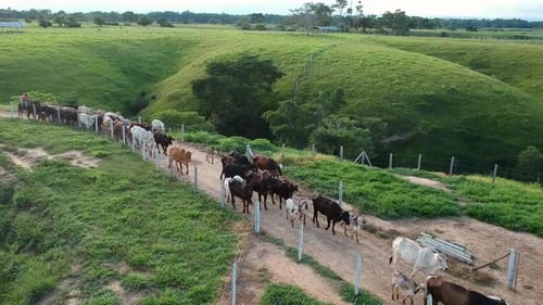 Drone shot of a flock of cows and theirs calfs being herd on a farm