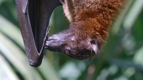 Primer plano de un gran zorro volador lamiéndose el pulgar y el ala mientras está colgado boca abajo.