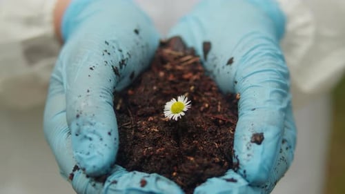 Taking Probe of Soil in Forest Geologist Man Worker Taking Measurements of Soil Probe By Scientific