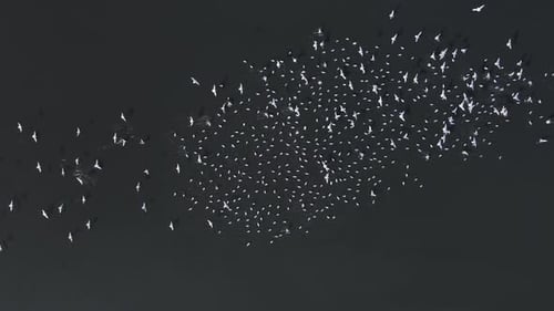 Aufnahmen aus der Vogelperspektive eines Schwarms weißer Vögel