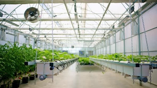 Hydroponic Farming in Modern Greenhouse