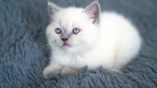 Adorable Fluffy White Kitten Relaxing on Blanket