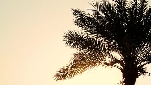 Peaceful Wind blowing silhouette palm tree leaves over sunset sky
