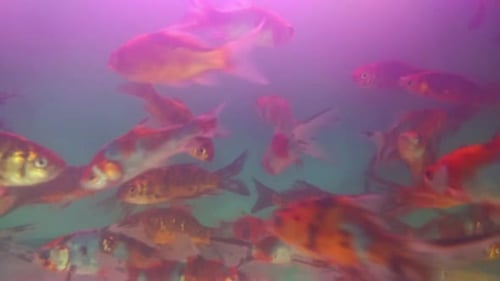 Aufnahmen von Fischen in einem Aquarium. Fische in einem Aquarium auf blauem Hintergrund HD-Video