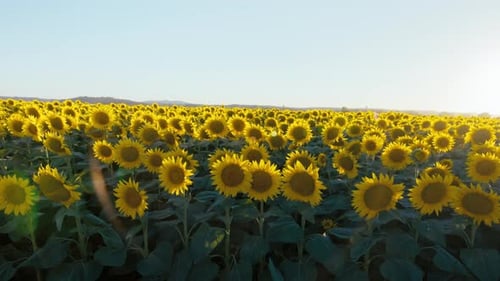 Sunflower Field in Summer Morning Sunshine