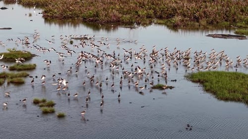 Aerial view of sandpipers flock in tidal marsh