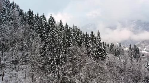 Titel: Luftaufnahme des schneebedeckten Pinienwaldes und der Berglandschaft